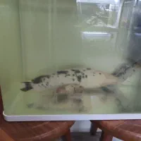 ماهی گوشت خوار و خاص