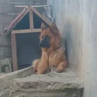 عزیزان ژرمن جهت کشش