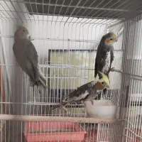 عروس هلندی نر