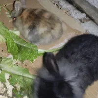 خرگوش زیباوبازی گوش