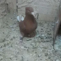 سرخ دم سفید قلدور