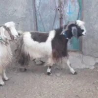 فروشی|حیوانات مزرعه|کوهدشت, |دیوار