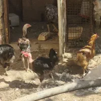 مرغ محلی گردن لخت و سیاه