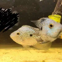 سیچلاید سورم و تگزاس|ماهی|محمدیه-قزوین, |دیوار