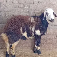 یک راس بره قوچ|حیوانات مزرعه|شیروان (لرستان), |دیوار