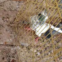 کبوتر|پرنده|خورموج, |دیوار