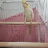 پرنده فروشی|پرنده|ماهدشت, |دیوار