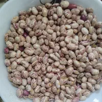لوبیاچیتی