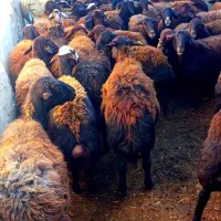 گوسفند.میش  ابستن