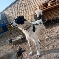 سگ قهدر جونی