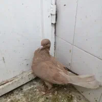 گمشده|حیوانات|سبزوار, توحیدشهر|دیوار