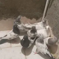 سینه کله پرشی غریب طوقی|پرنده|بجنورد, |دیوار