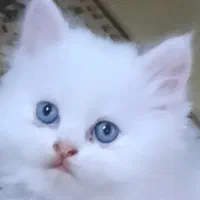 پرشین عروسکی