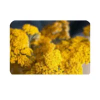 گل بو مادران