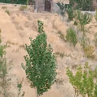 باغ کنار رود خانه روستای خلیلی