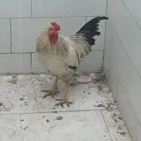 خروس رسمی|حیوانات مزرعه|یزد, |دیوار