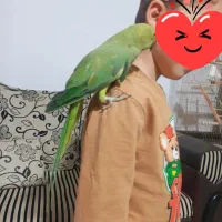 ملنگو نر|پرنده|بازرگان, |دیوار