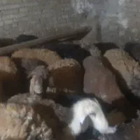 میش و بره فقط تماس