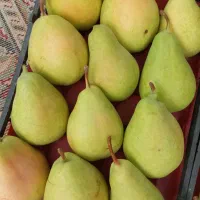 گلابی کوشیا درجه1 (مجلسی)