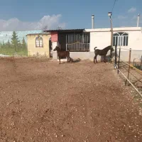 فروش چندین اسب درهشور