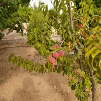 باغ کشاورزی طرح همت آباد 1260 متری|فروش دفتر صنعتی، کشاورزی، تجاری|زاینده رود, |دیوار