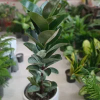 گل گیاه طبیعی|گل و گیاه طبیعی|گرمخان, |دیوار