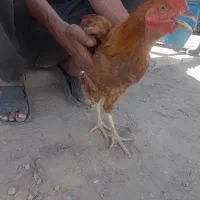 خروس