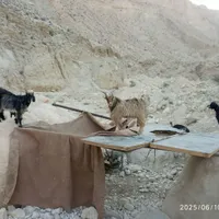بز و کهره نر|حیوانات مزرعه|بندر کنگان, |دیوار