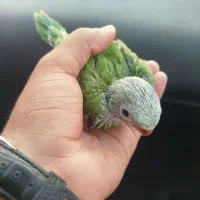 ملنگو سرلاکی