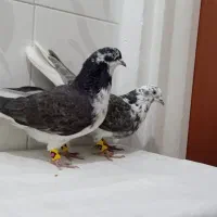 کبوتر قاره دم سفید نر و ماده بضمانت ساعت و بازی|پرنده|سنندج, |دیوار