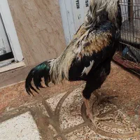 خروس لاری افغان