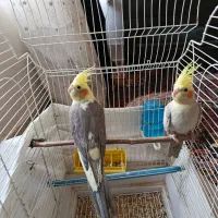 عروس هلندی در رباط کریم داودیه