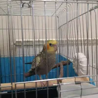 عروس هلندی ماده