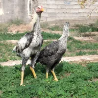 جوجه خروس لاری