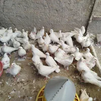 کبوتر گوشتی سفید|پرنده|اصفهان, ارغوانیه|دیوار