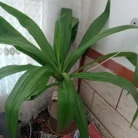 گل درجه یک|گل و گیاه طبیعی|فیروزآباد (فارس), |دیوار