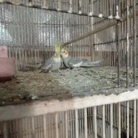 سه جفت عروس هلندی|پرنده|تربت جام, فاز ۱ فرهنگیان|دیوار