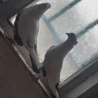 فروش کبوتر|پرنده|الیگودرز, |دیوار