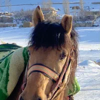 اسب ۶به ۷ساله جوان