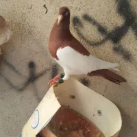 کبوتر یهودی