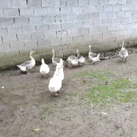 غازاکراینی ومحلی|حیوانات مزرعه|خشکبیجار, |دیوار