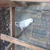 کبوتر|پرنده|بندرعباس, |دیوار