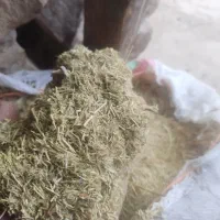 کاه گرگرو