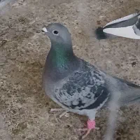 فروش کبوتر پلاکی