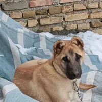 سگ.|سگ|مرند, |دیوار