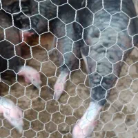 بوقلمون'محلی|حیوانات مزرعه|کلیائی, |دیوار