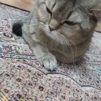 گربه بریتیش گلد|گربه|تبریز, |دیوار