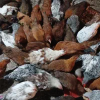 مرغ خروس گلپایگان