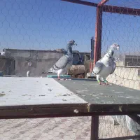 بزک سینه سفید