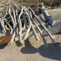 فروش چوب تر|گل و گیاه طبیعی|الوند, |دیوار